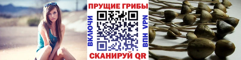 Псилоцибиновые грибы мицелий Николаевск